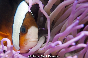 Orange Fin Anemonefish
www.bunakenhans.com
Bunaken,Sula... by Hans-Gert Broeder 